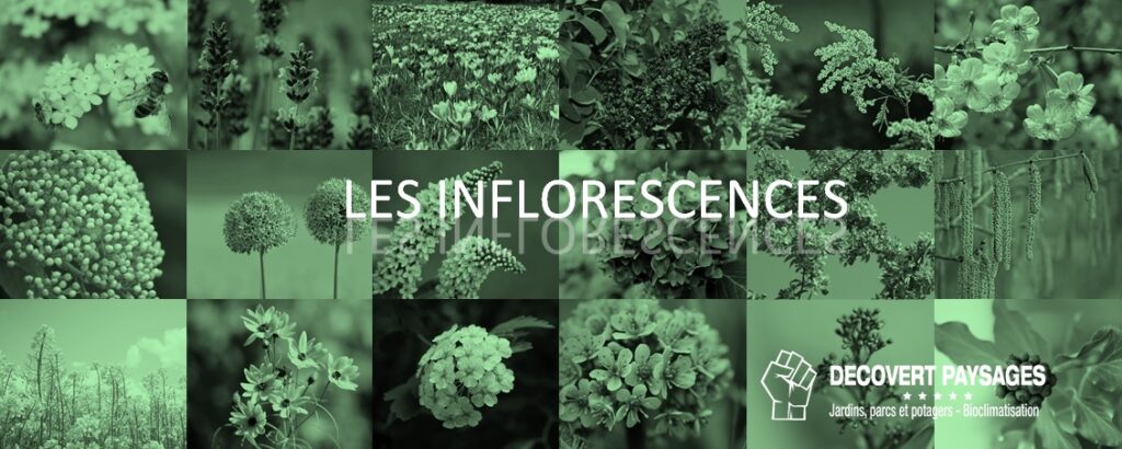 différents types d'inflorescences
